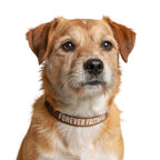 Faithful Citizens Apparel Co Faith Clip-on Pet Collar Forever Faithful and True Revelation 19:11 brown