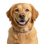 Faithful Citizens Apparel Co Faith Clip-on Pet Collar Forever Faithful and True Revelation 19:11 brown